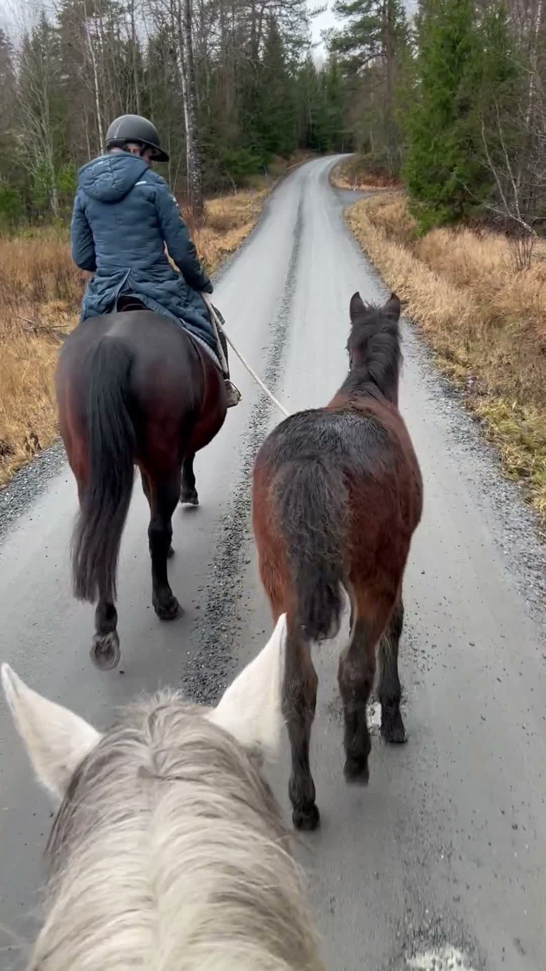 Hoppning hästar till salu: Unikt hingstämne & framtida storhoppare i Norrtälje - Video 3