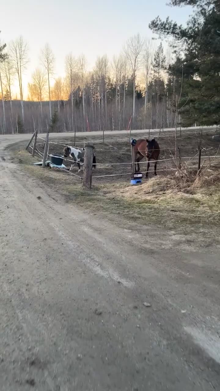 Allround hästar till salu: Ponnyn med hjärtat av guld❤️‍🔥 i Kilafors - Video 2