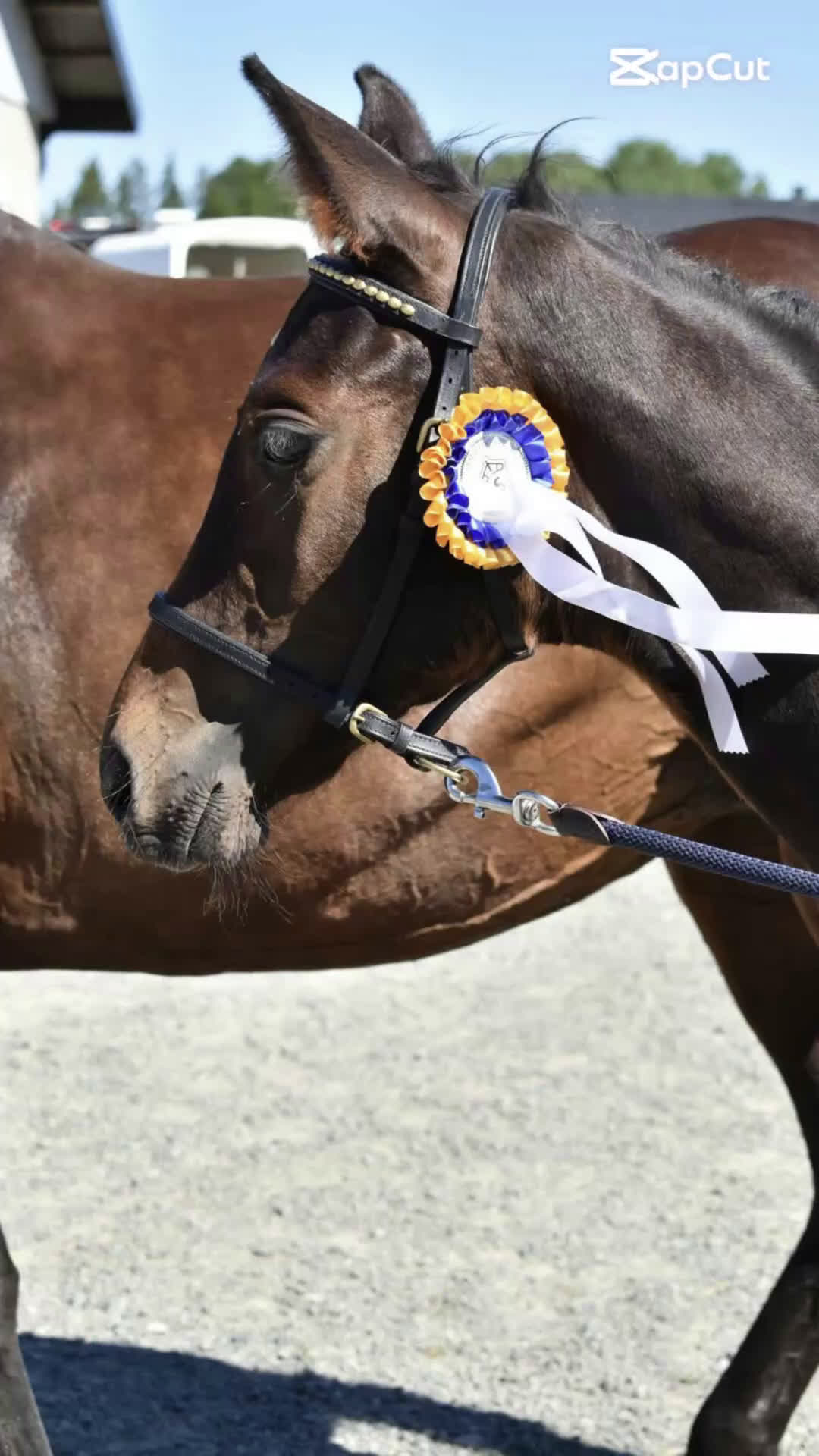 Hoppning hästar till salu: Hingst e Fetcher N i Tranås - Video 1
