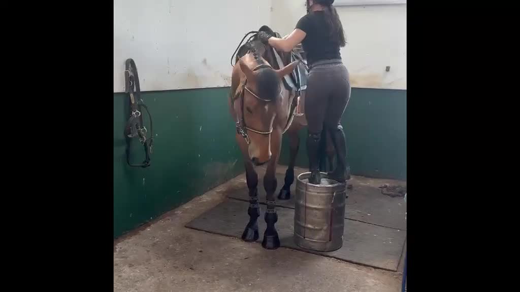 Hoppning hästar till salu: Ljuvlig valack ⭐️ - Video 1