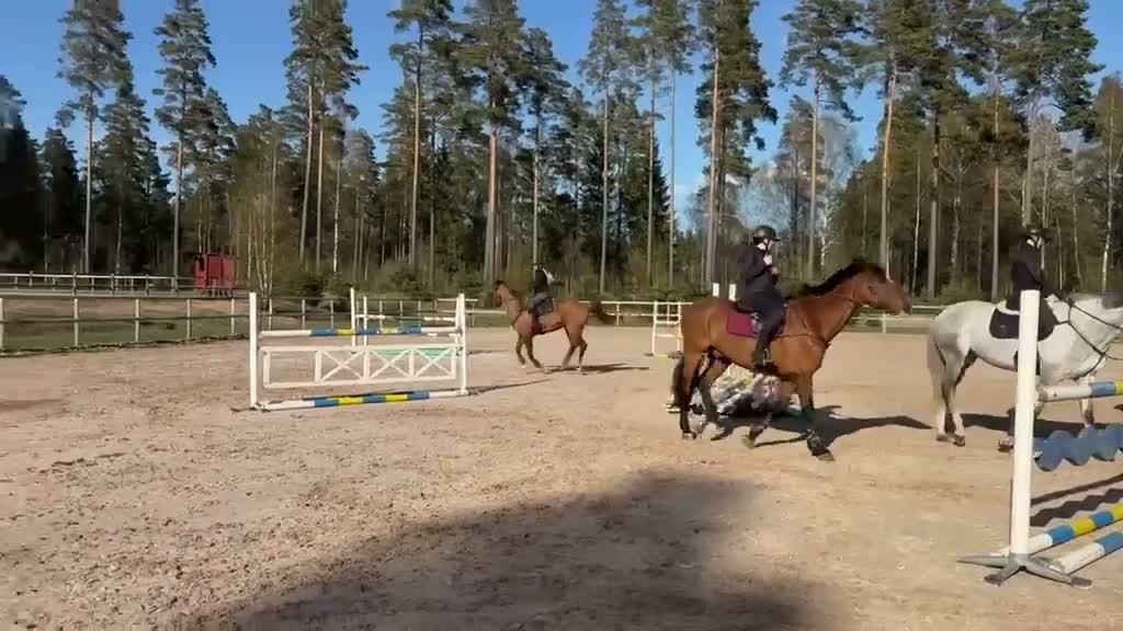 Hoppning hästar till salu: Bästa vän till salu ❤️ - Video 5
