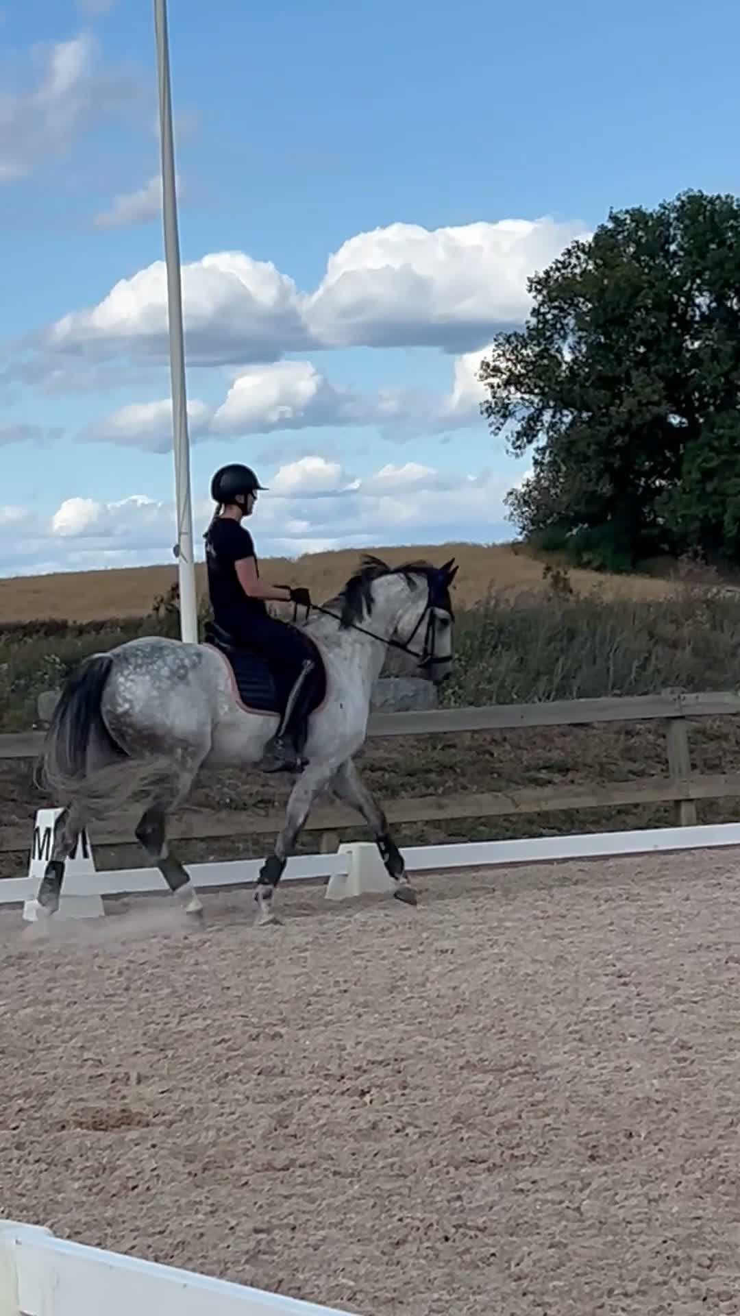 Dressyr hästar till salu: Tillfälle att fynda MsvA häst - Video 2