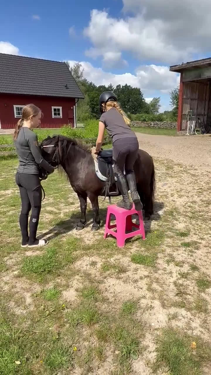 Allround hästar till salu: Avel / ridponny i Sölvesborg - Video 1