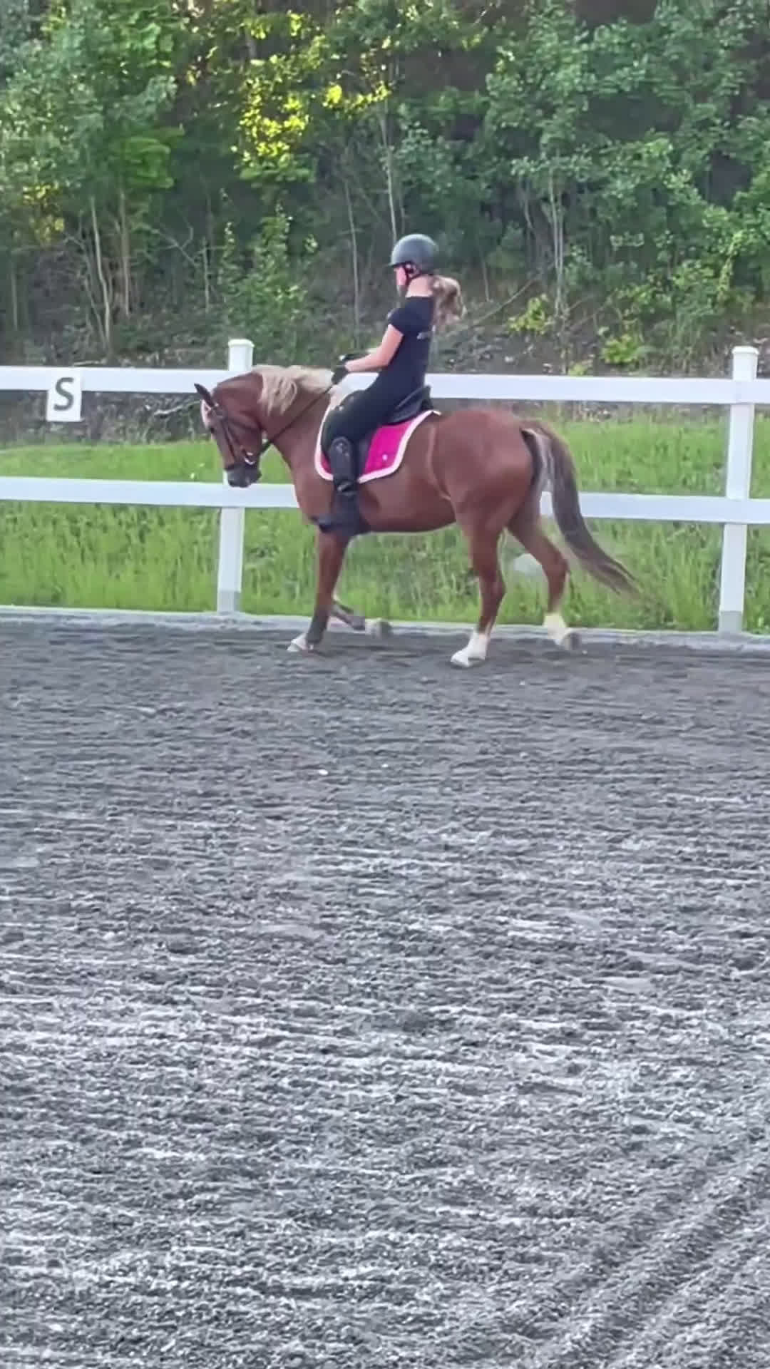 Dressyr hästar till salu: Sagoprinsessa🌸💖 - Video 1