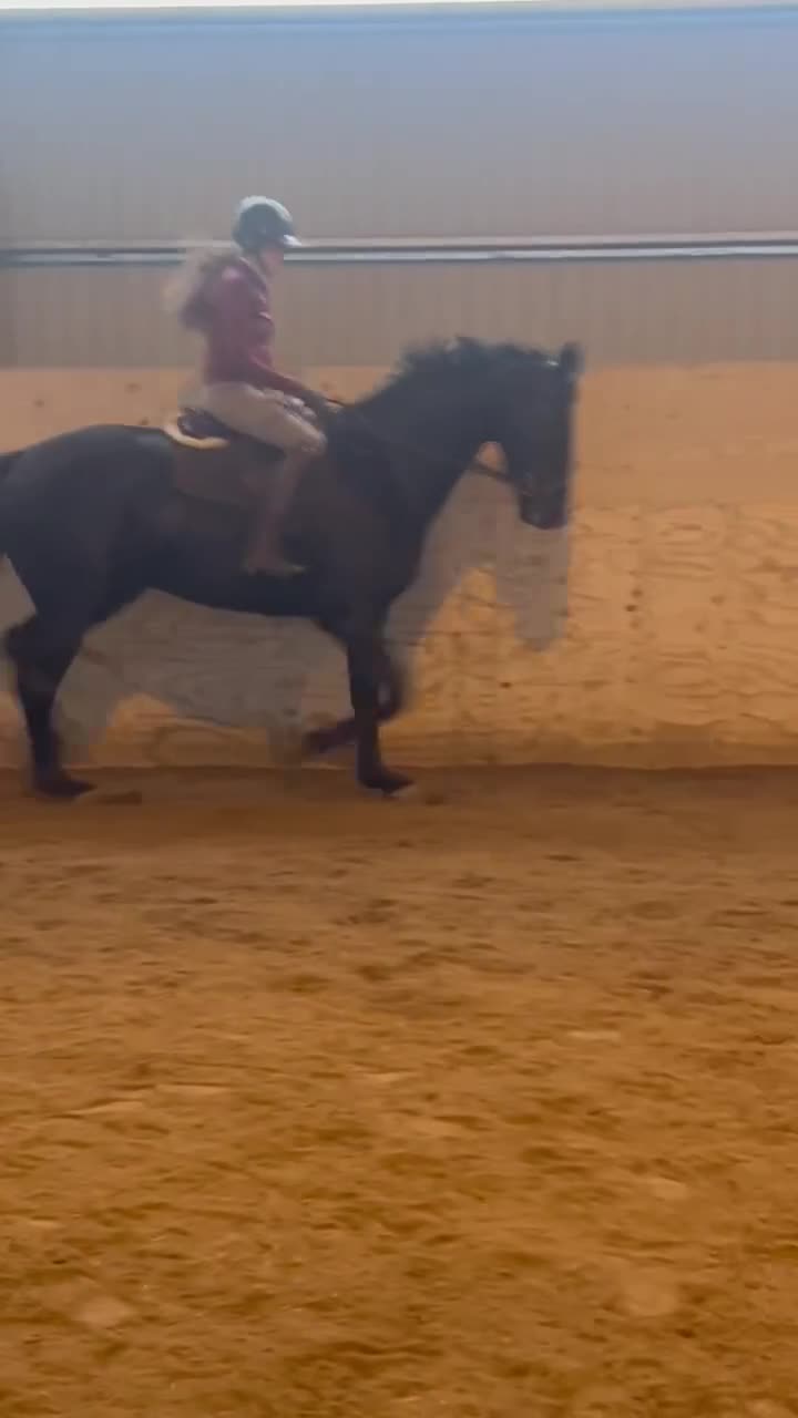 Allround hästar till salu: Vänlig, vacker och kapabel  - Video 3