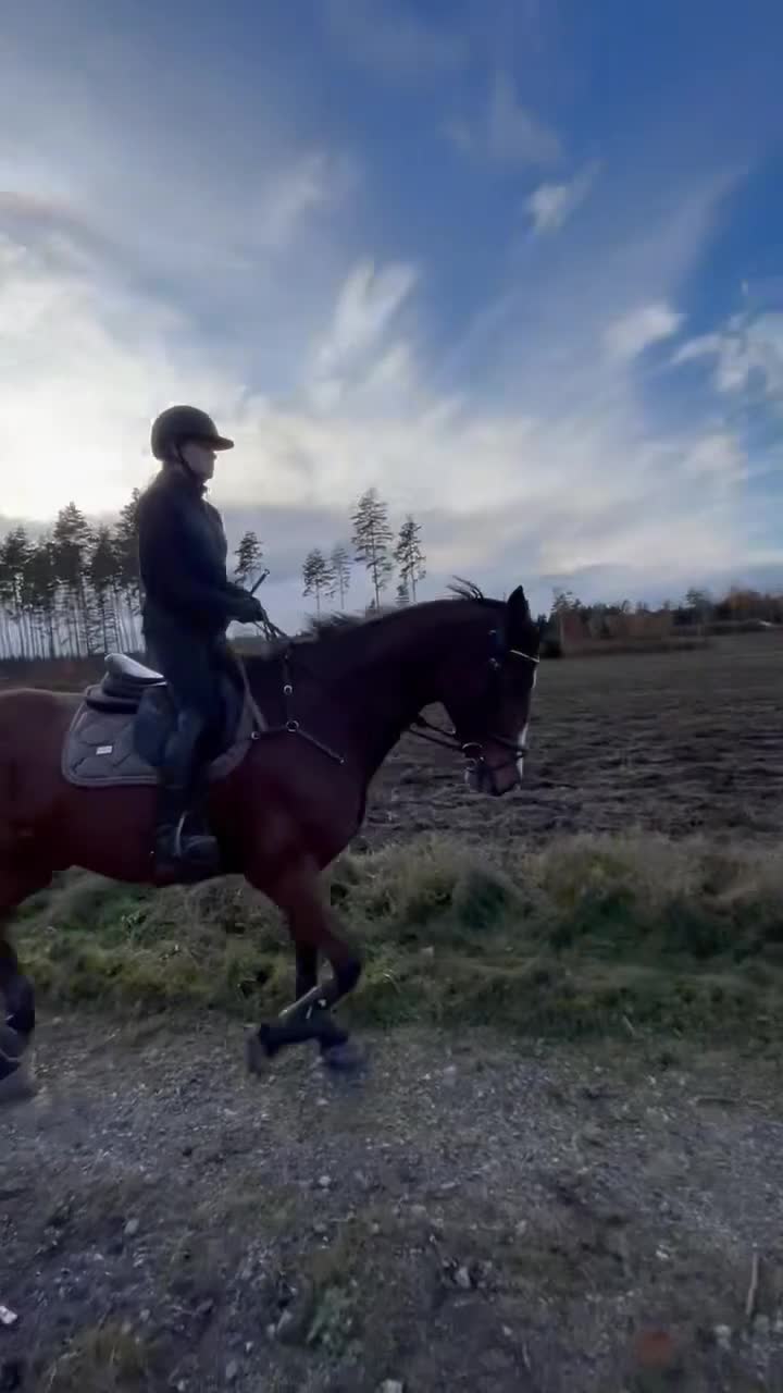 Allround hästar till salu: Trevlig Valack - Video 2