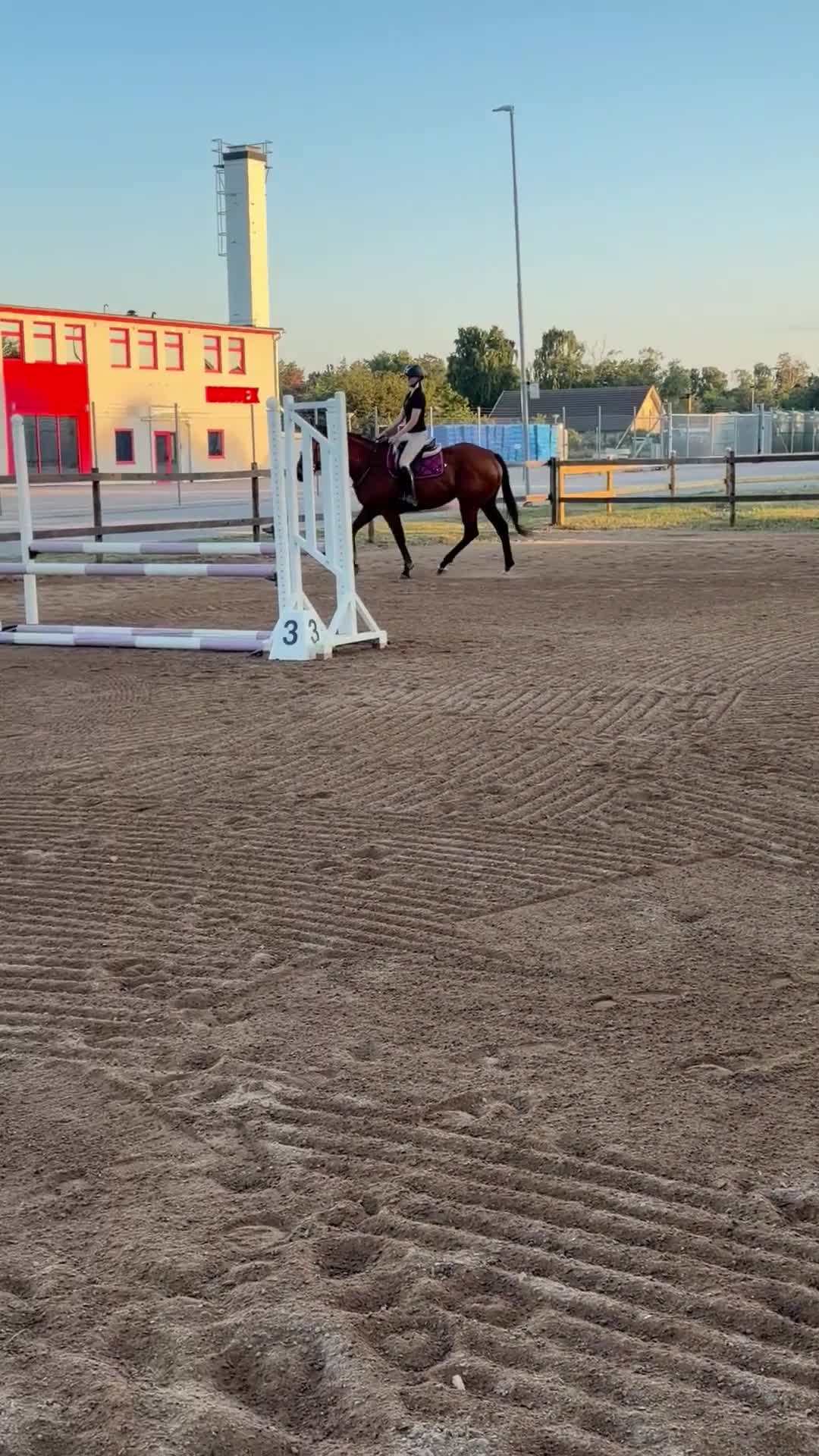 Hoppning hästar till salu: Härligt hoppsto🌟 - Video 4
