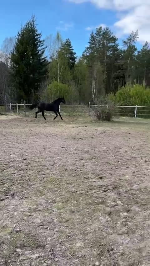Dressyr hästar till salu: Otroligt sto, projekt i Ankarsrum - Video 2