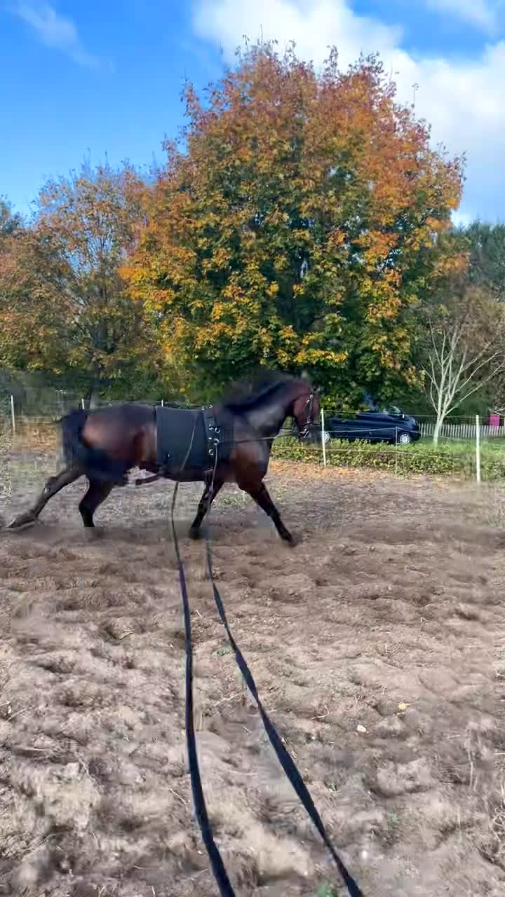 Trav hästar till salu: Trevlig valack till trav/ridning eller licenshäst i Klintehamn - Video 2