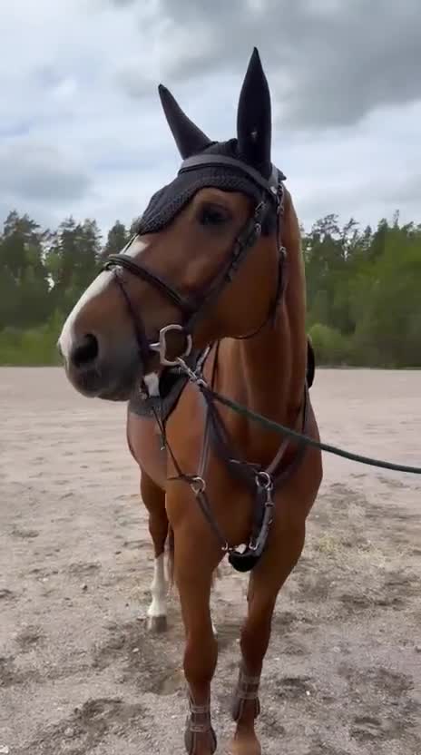 Hoppning hästar till salu: Hopphäst med underbar inställning  - Video 2
