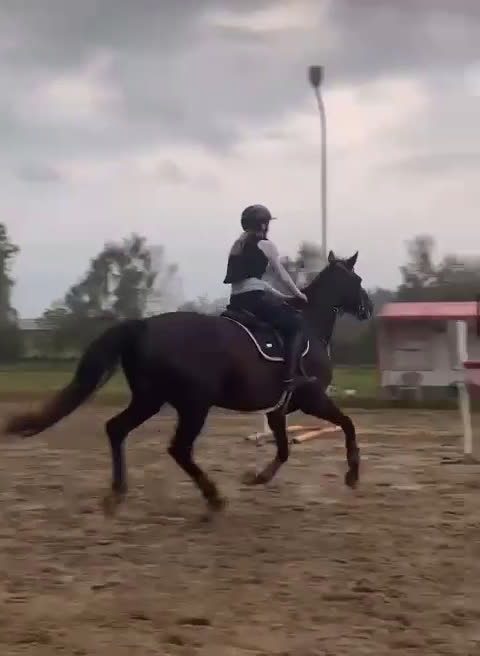 Hoppning hästar till salu: fantastiskt sto - Video 1