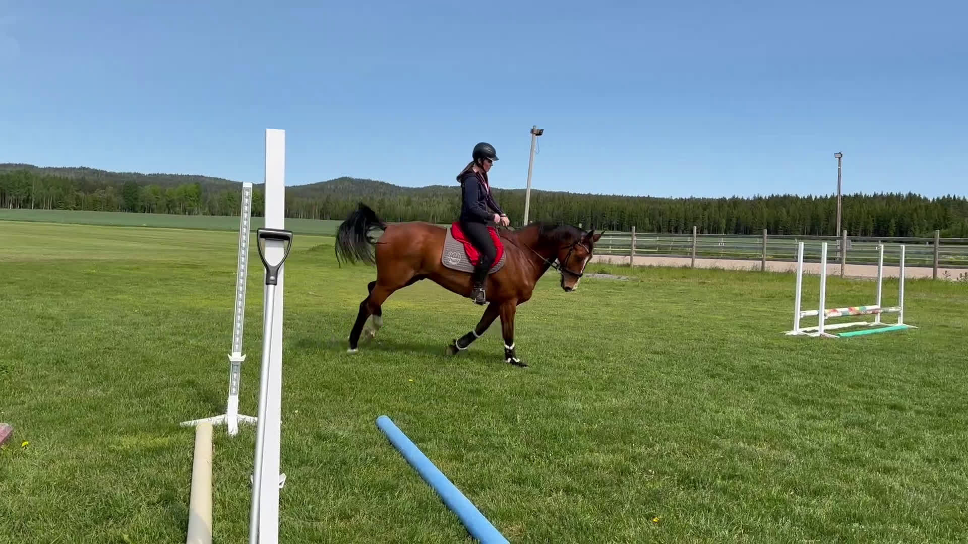 Dressyr hästar till salu: En fin charmör!  i Örebro - Video 2