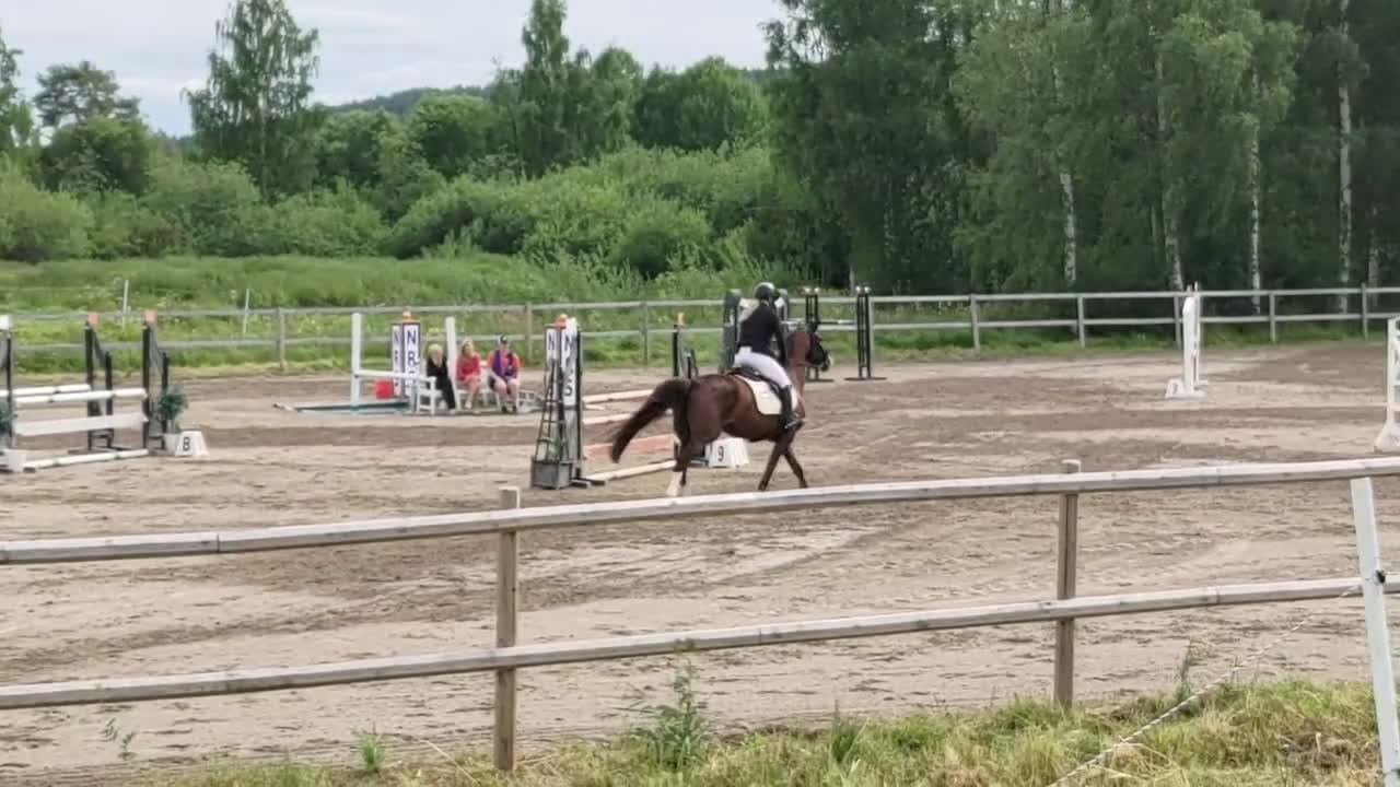 Allround hästar till salu: Sportigt sto - Video 1