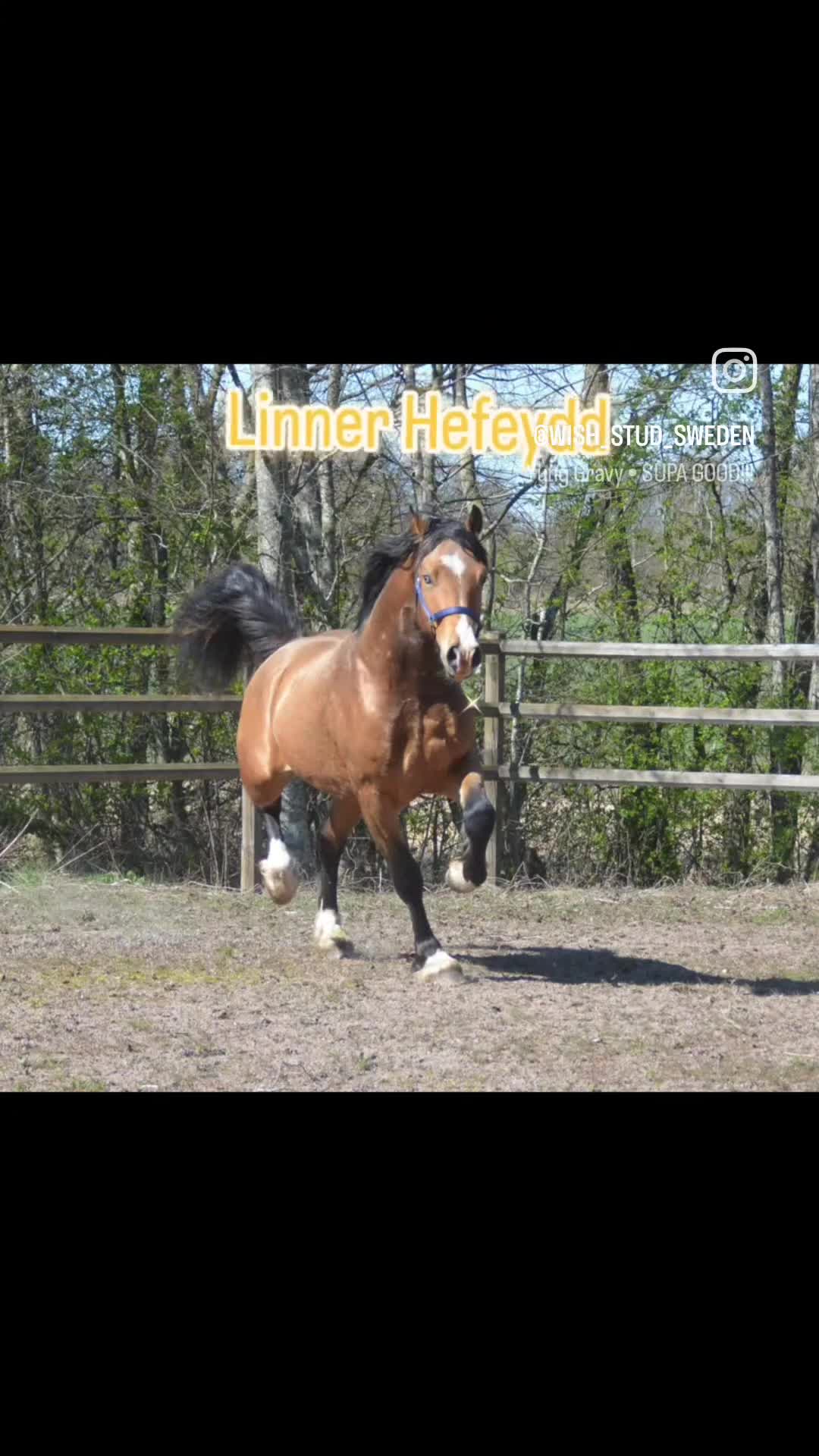 Allround hästar till salu: Magiskt vacker stor welsh cob  - Video 1