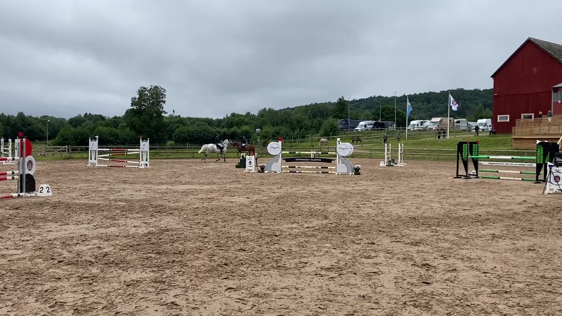 Hoppning hästar till salu: Cardento- sto med stor kapacitet - Video 3