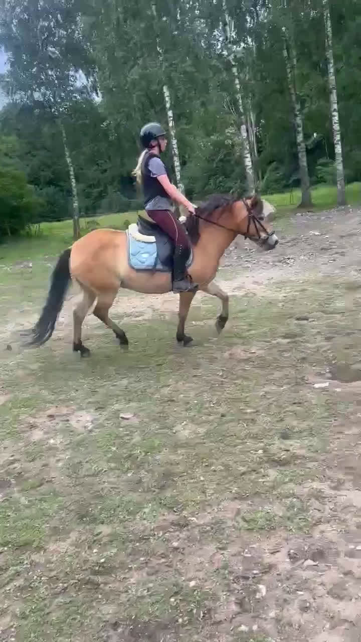 Allround hästar till salu: Russto f 2020 projekt/sällskap/avel i Gusum - Video 3