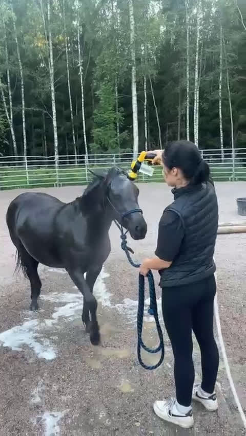 Allround hästar till salu: Mycket trevligt gotlandsruss sto säljes i Tierp - Video 4