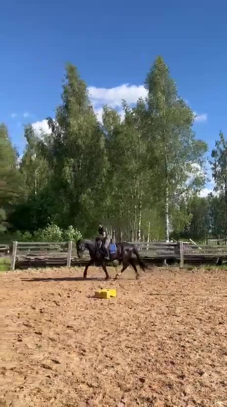 Allround hästar till salu: Till salu i Märsta - Video 1