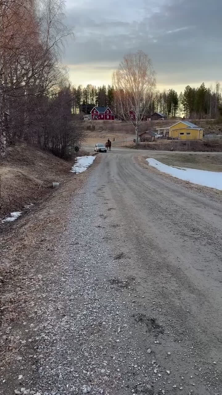 Dressyr hästar till salu: Säljer nu min bästa vän i Älvsbyn - Video 2