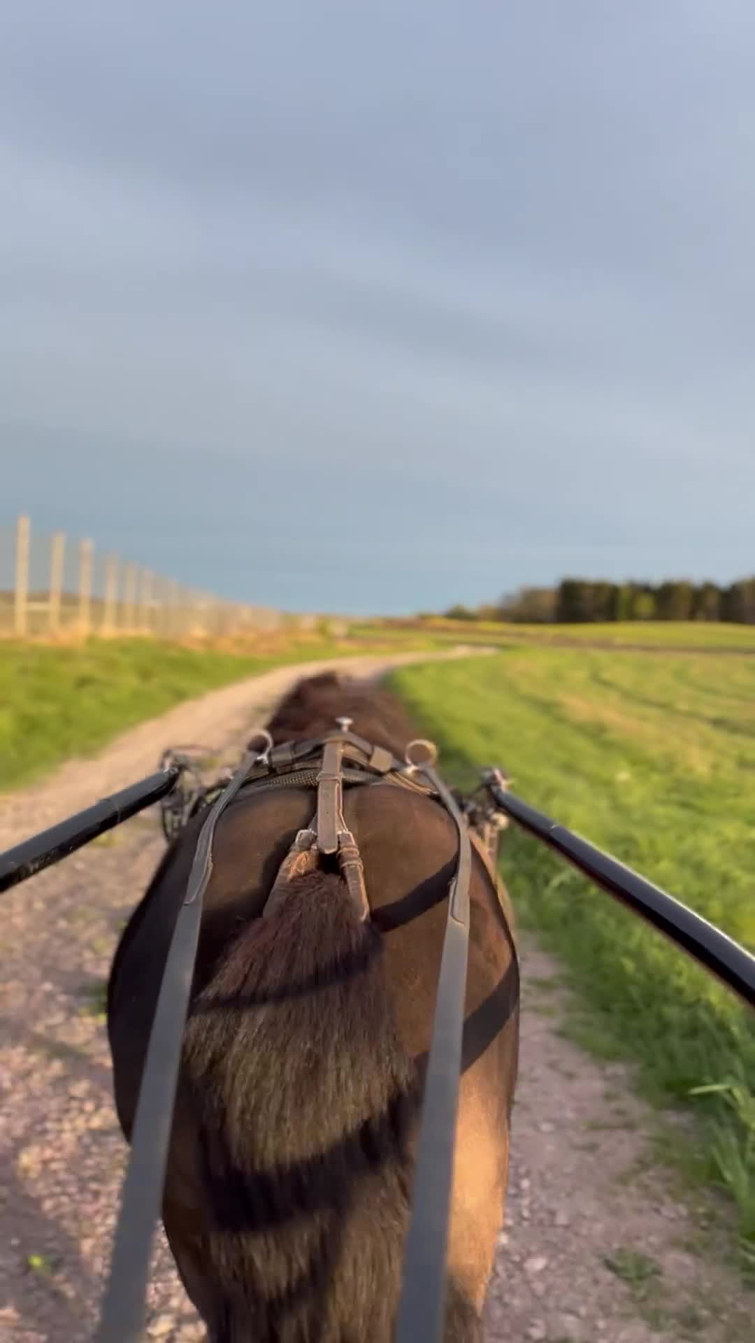 Trav hästar till salu: Shettis med ett stort hjärta  - Video 1