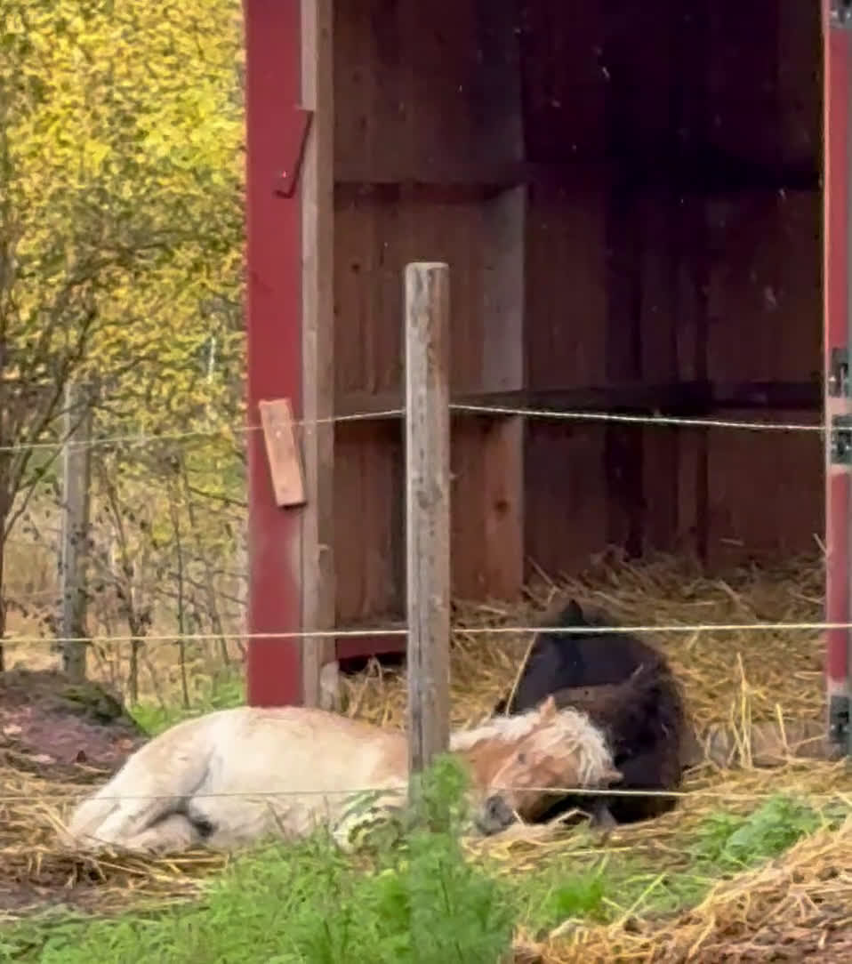 Övrigt hästar till salu: Paddington är nu till salu  - Video 4