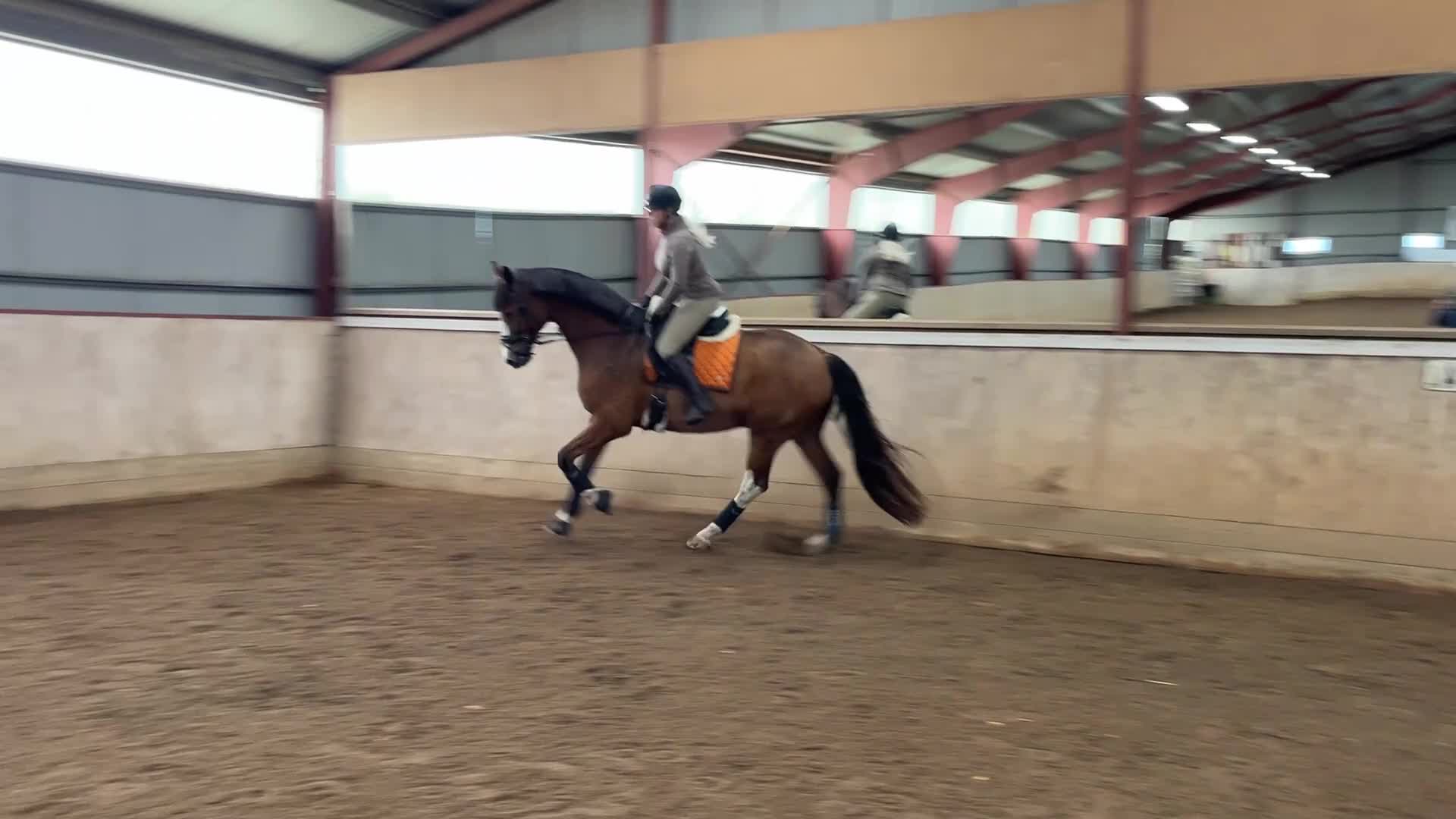 Dressyr hästar till salu: Lyxig dressyr/hobbyhäst - Video 4