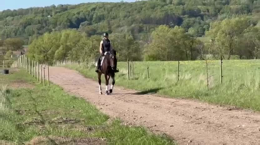 Allround hästar till salu: Perfekt dressyr/allroundhäst! i Östra Karup - Video 1
