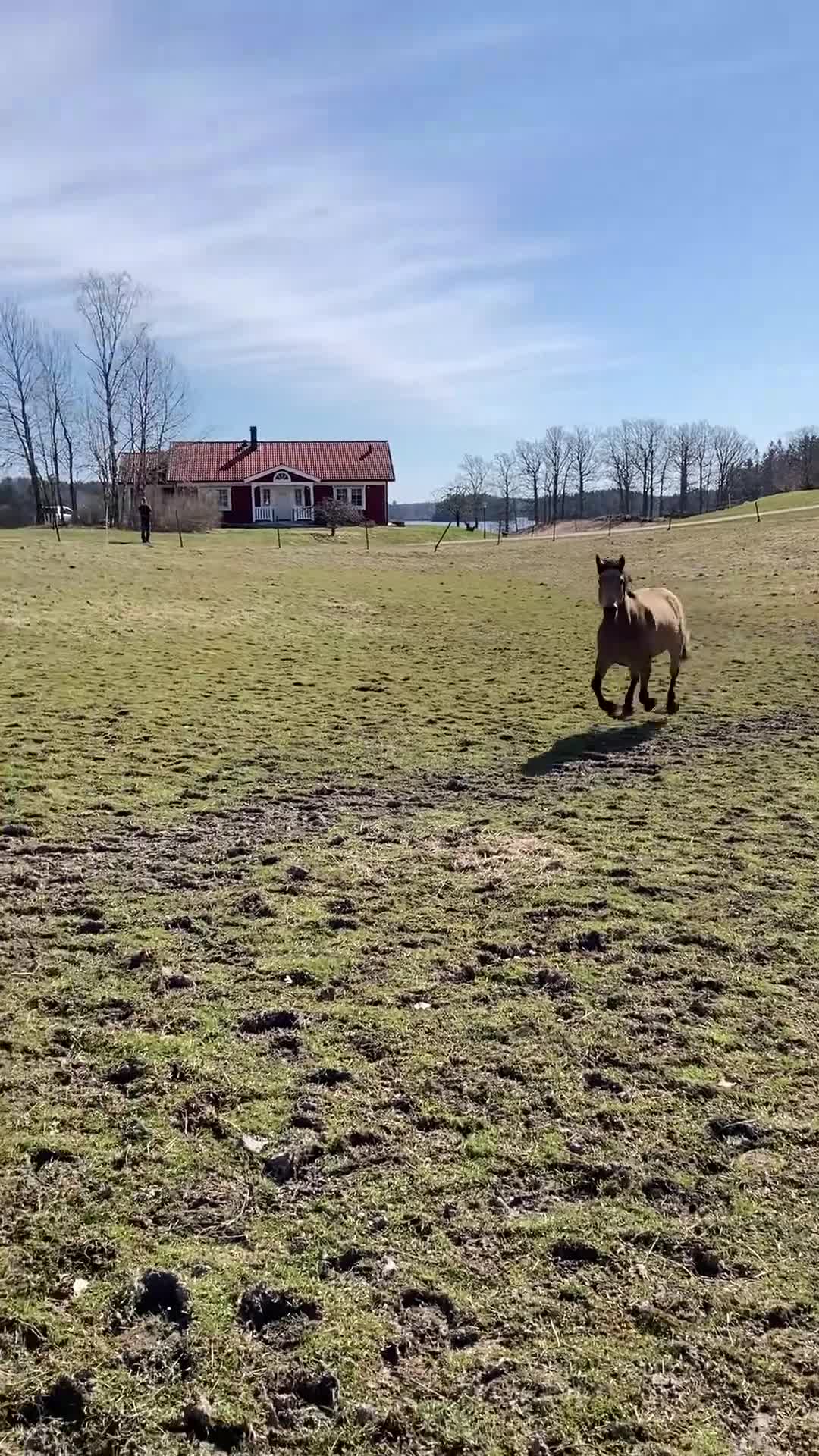  medryttarhäst finnes: Promenad ridning  - Video 1