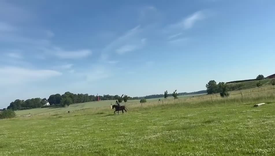 Hoppning hästar till salu: Snäll häst med mycket kapacitet! - Video 4