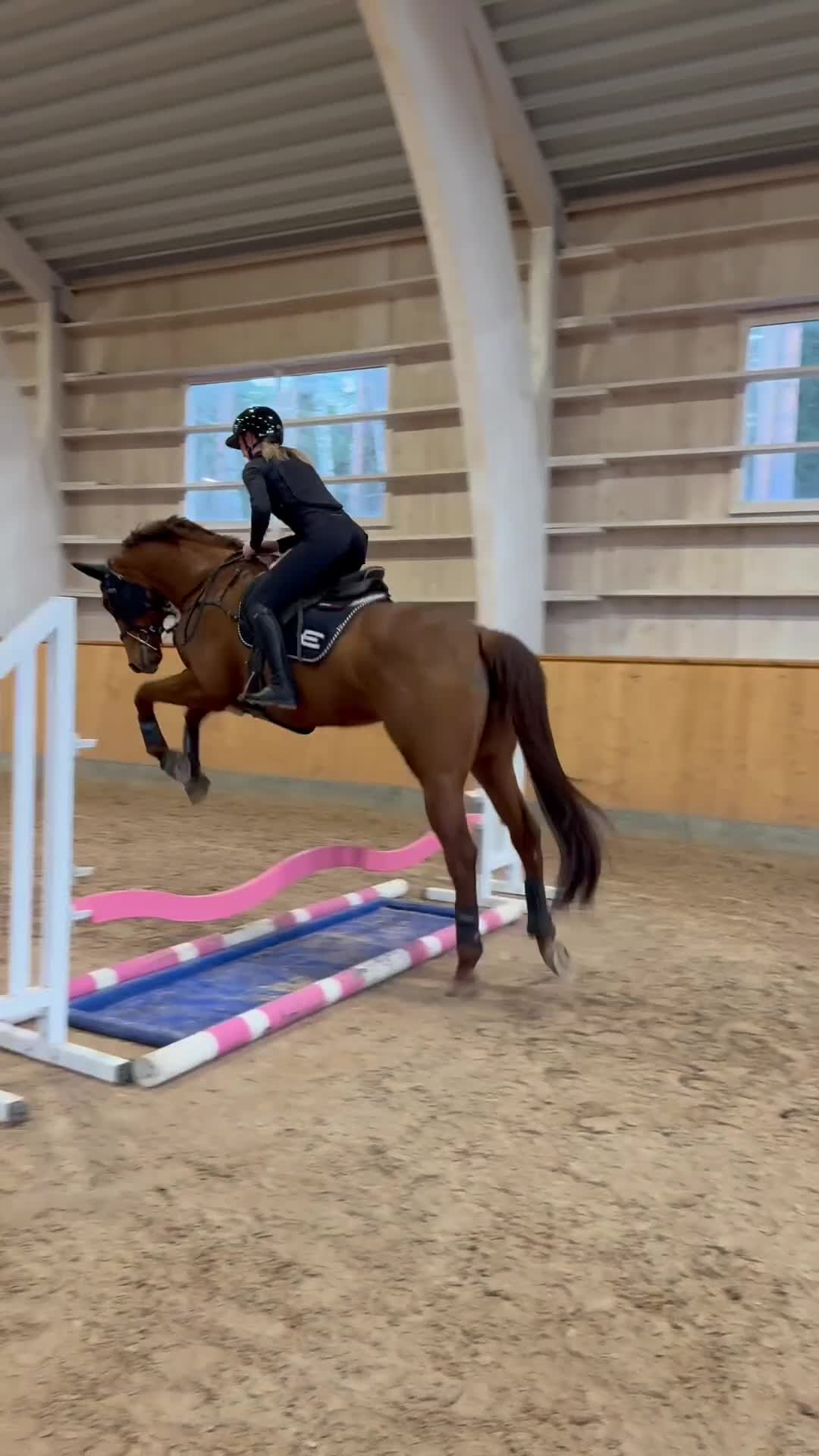 Allround hästar till salu: Ett sto med rätt inställning! - Video 1