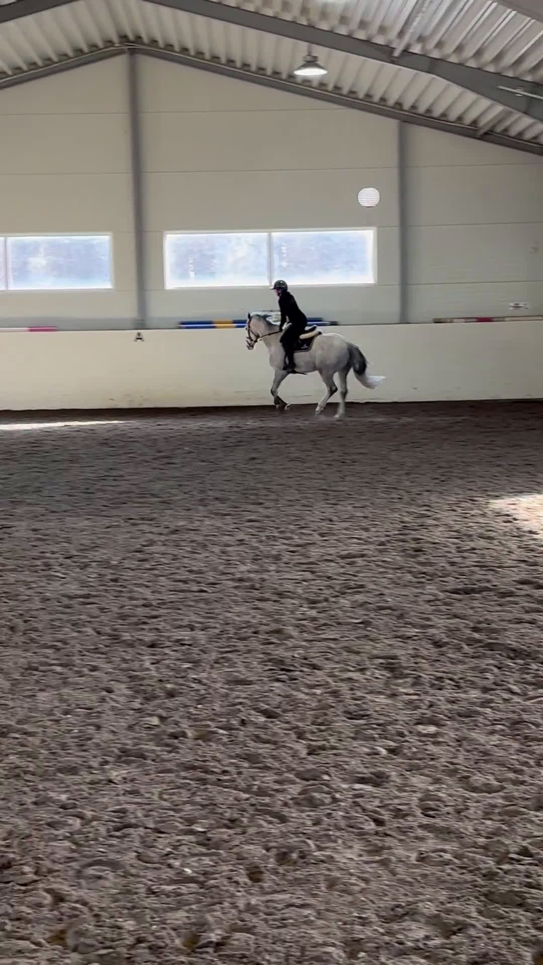 Hoppning hästar till salu: Lovande valack e. CiCi Senjor Ask.  - Video 2