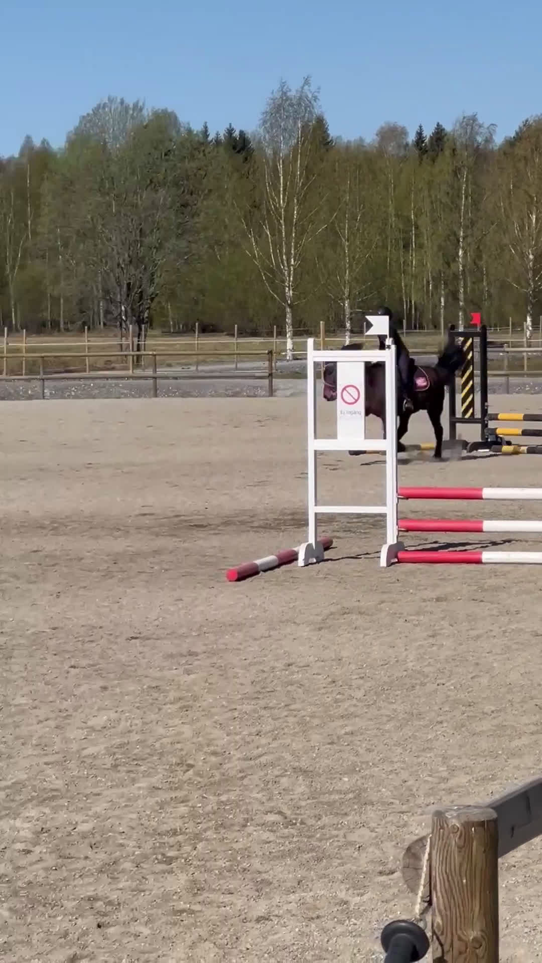 Island hästar till salu: Fantastisk islandshäst som har Allt! - Video 1