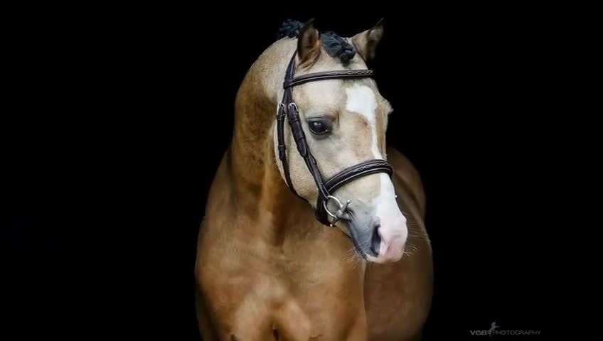 Hoppning hästar till salu: 🌟 Lovande unghäst – valack född 2022 🌟 i Borås - Video 1