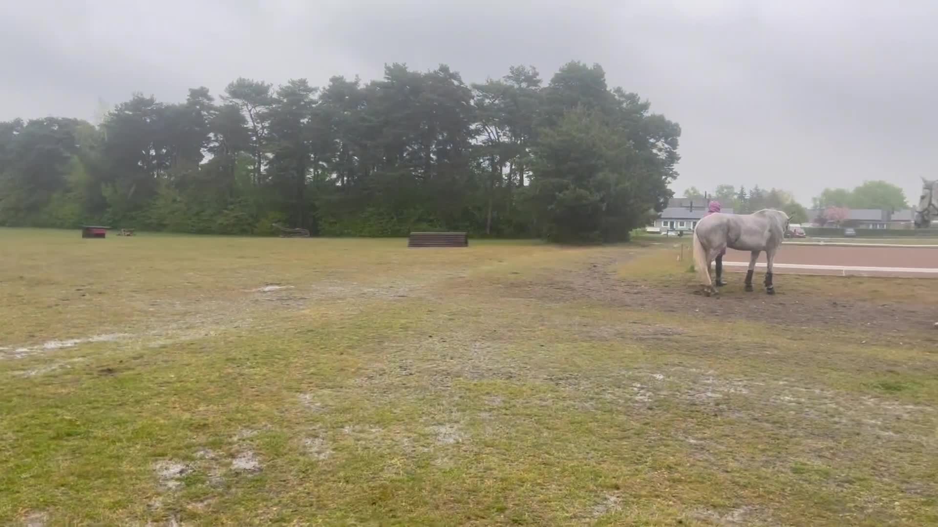 Hoppning hästar till salu: Fantastiskt fint sto  - Video 3