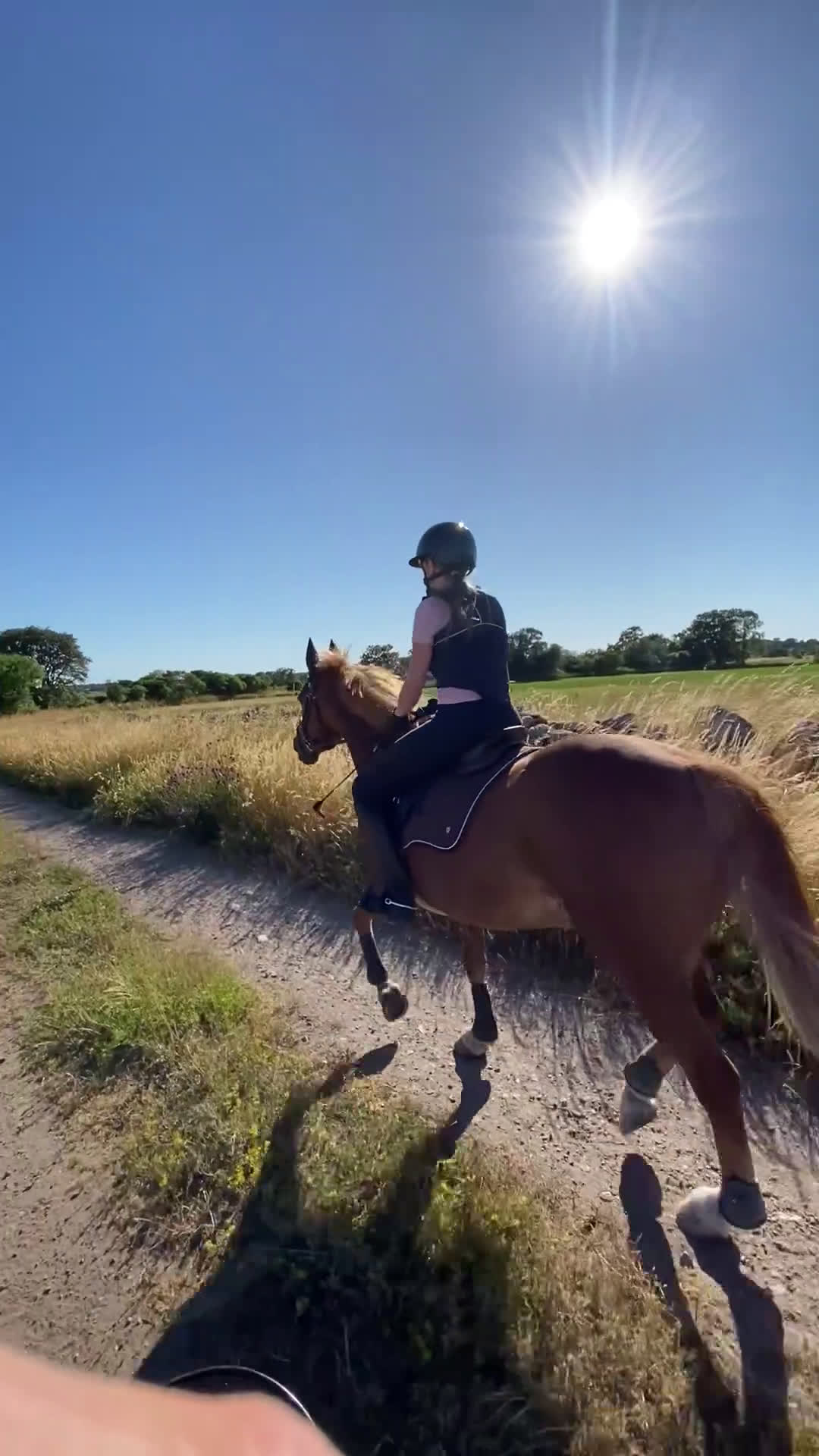 Allround hästar till salu: Äldre läromästare och bästa vän ❤️ - Video 1