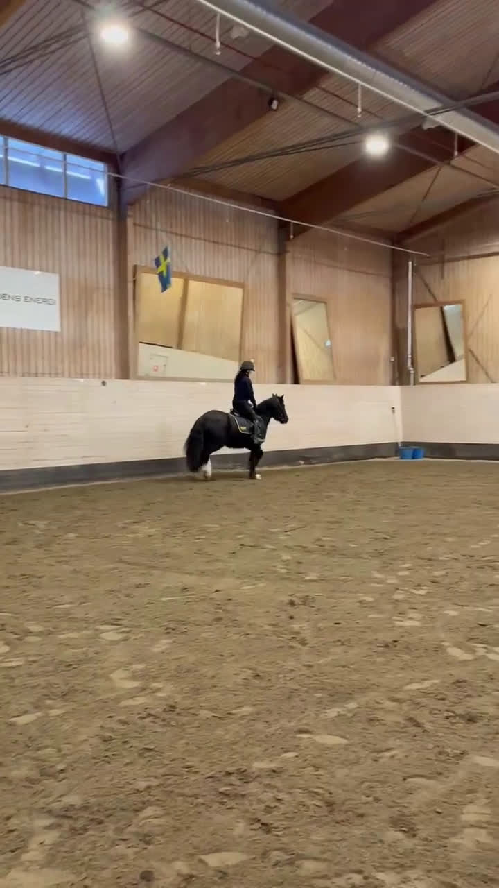 Allround hästar till salu: Positiv 5-åring - Video 1