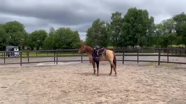 Allround hästar till salu: 3-årigt Morgansto till salu  - Video 1