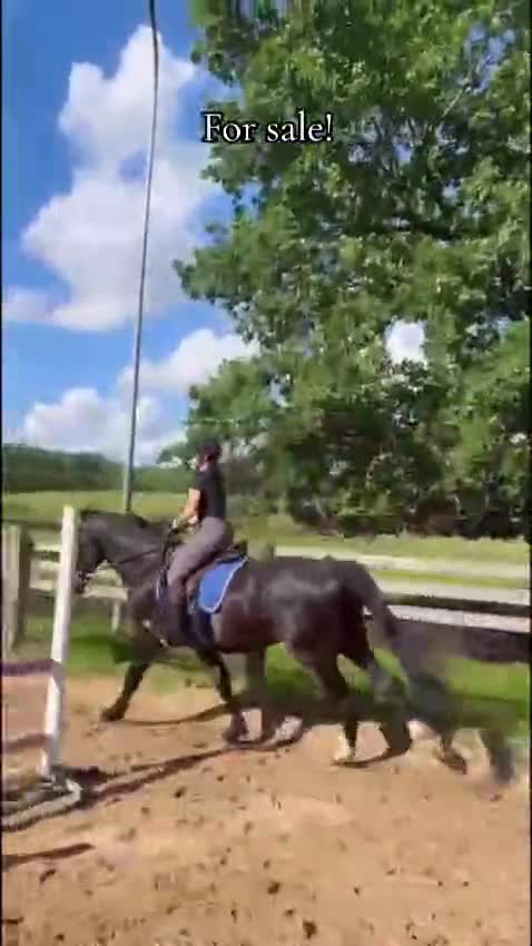 Allround hästar till salu: For sale Latvian Warmblood gelding  i Märsta - Video 1