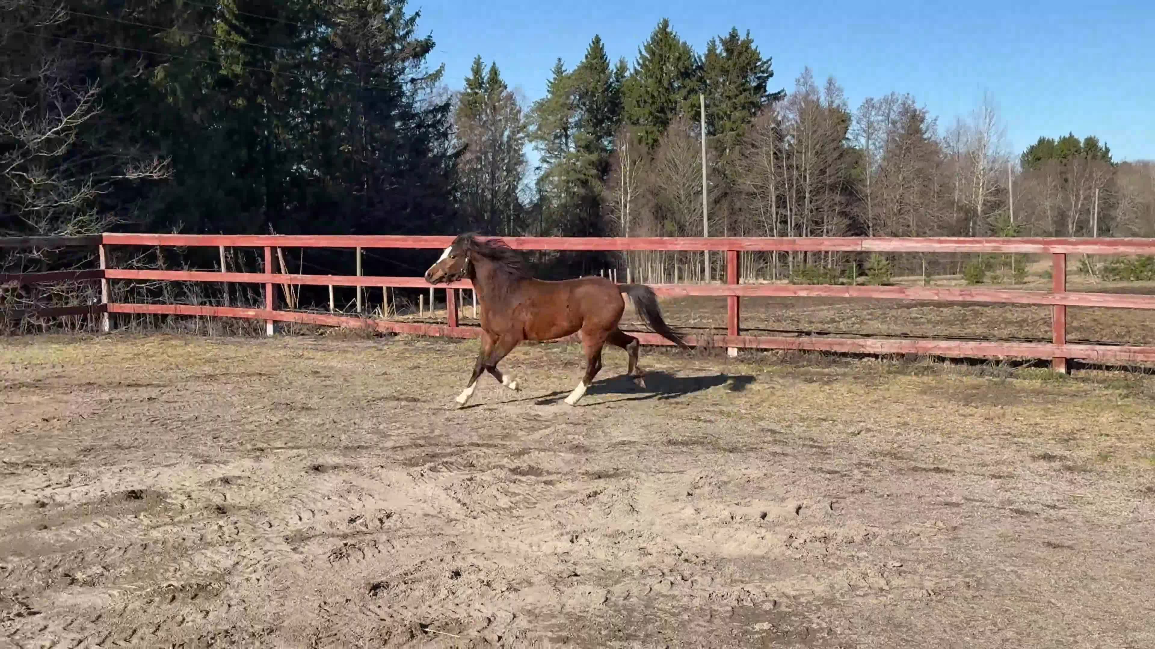 Allround hästar till salu: 2 fina Welsh Mountains!   - Video 1