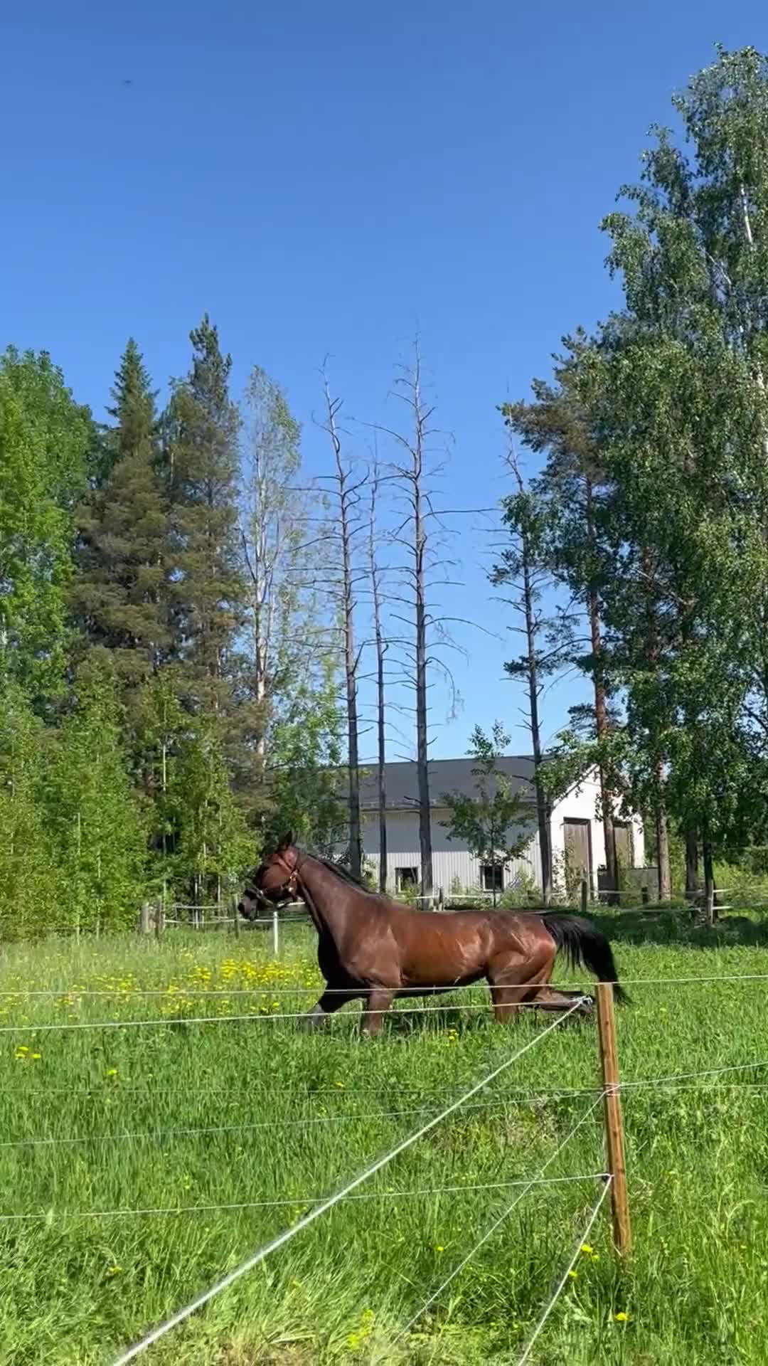 Trav hästar till salu: Ridhäst - Video 1