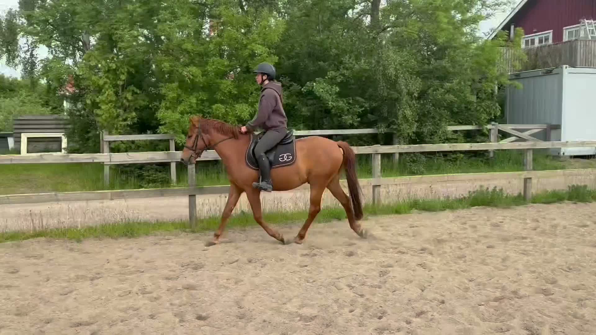 Allround hästar till salu: Caratino en modig och klok ungponny  - Video 1