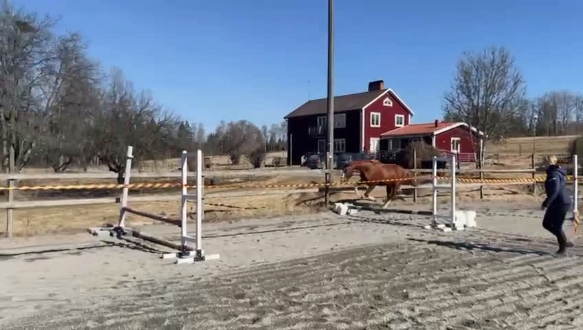 Hoppning hästar till salu:  Treåringar för hopp & fälttävlan - Video 1