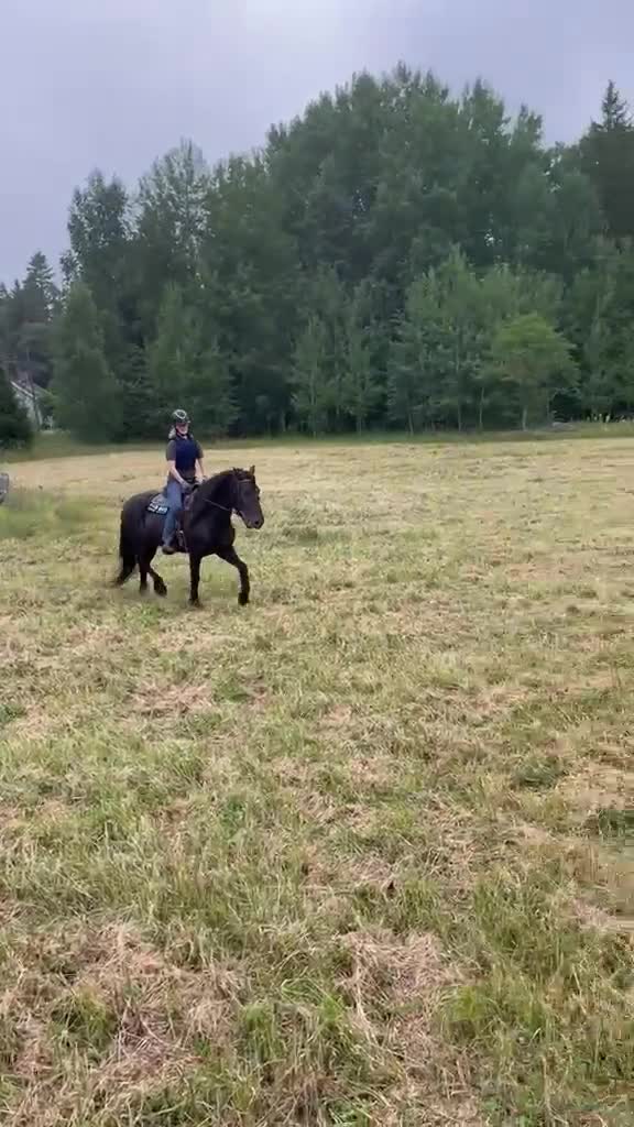 Allround hästar till salu: Snäll kallblodstravare  i Almunge - Video 1