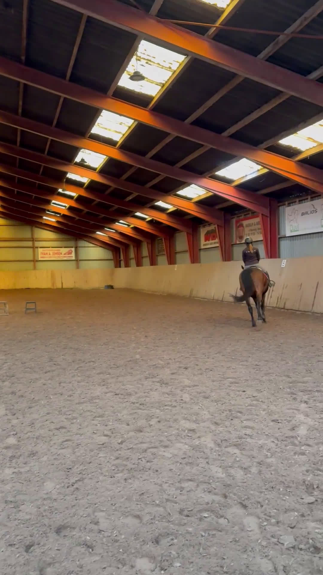 Allround hästar till salu: Amazing mare for sale - Video 2