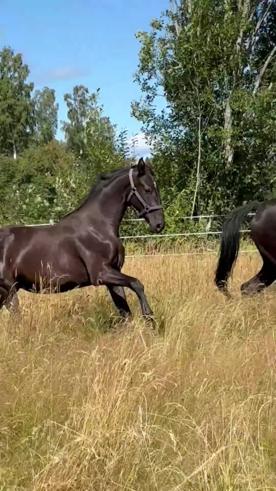 Dressyr hästar till salu: Vacker svart/brun valack  - Video 1