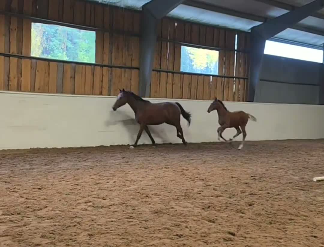 Dressyr hästar till salu: Flott hingstföl  - Video 1