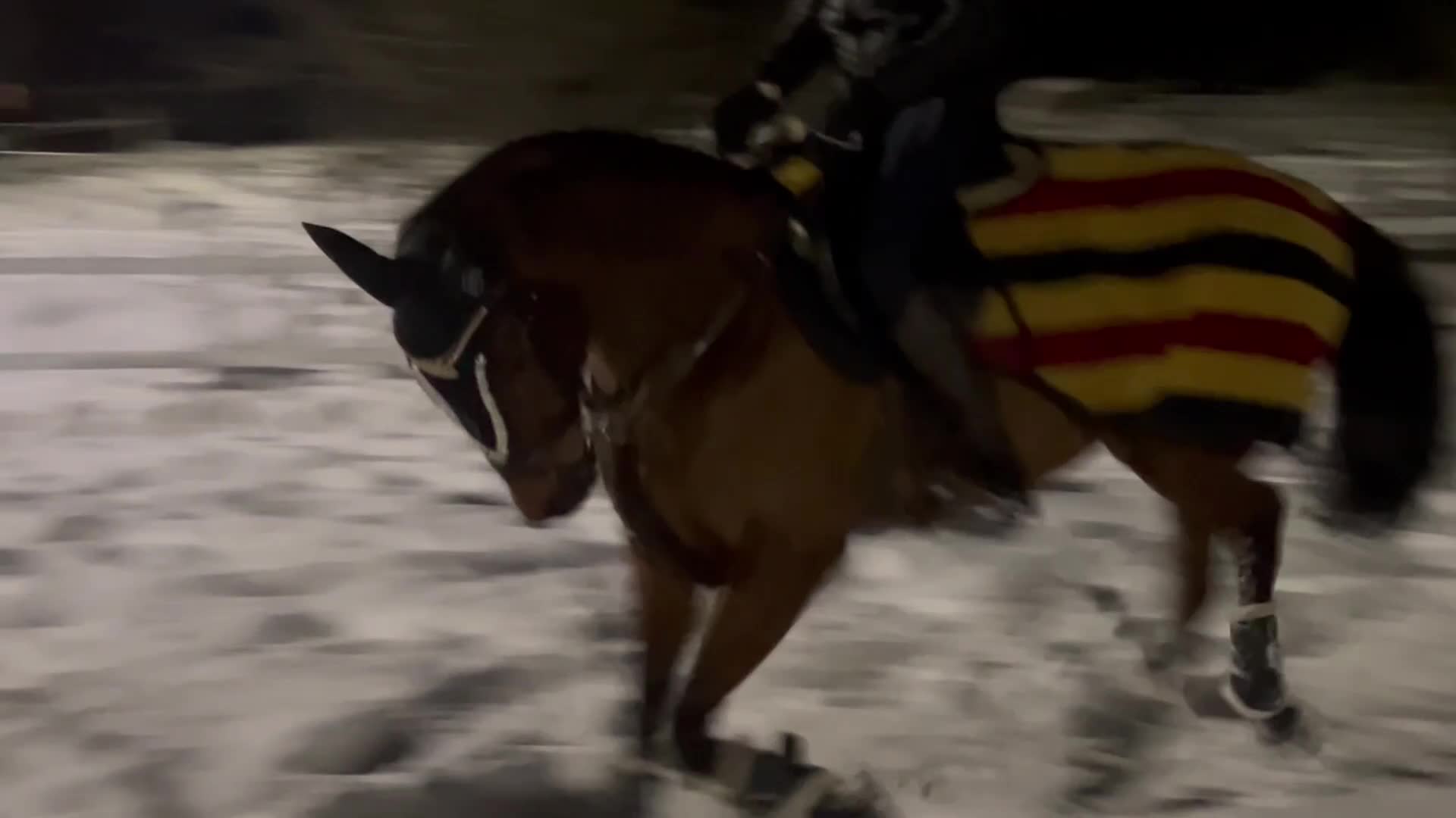 Allround hästar till salu: Sportig ponny säljes - Video 5