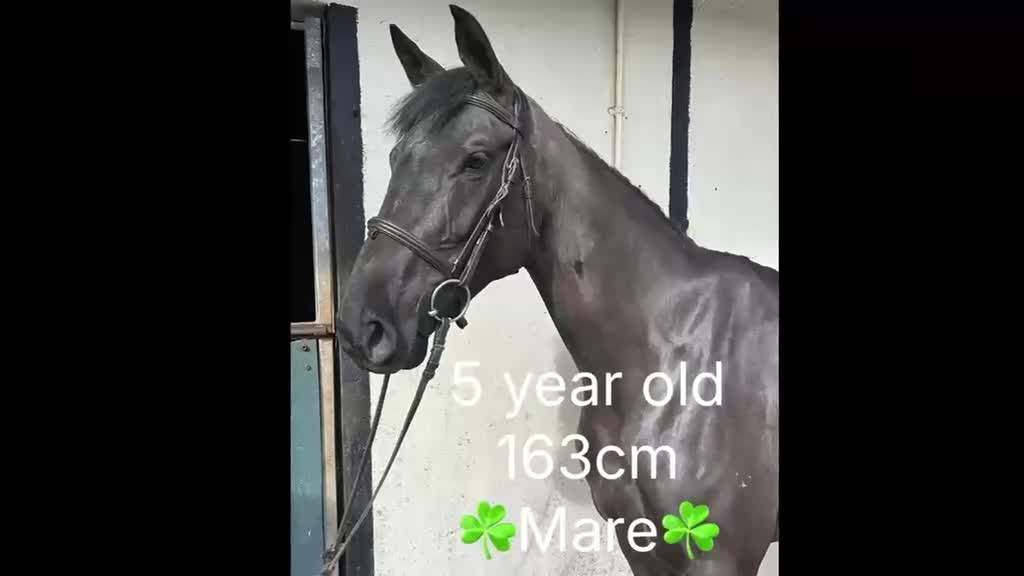 Hoppning hästar till salu: Attyrory Horses i Vrigstad - Video 1