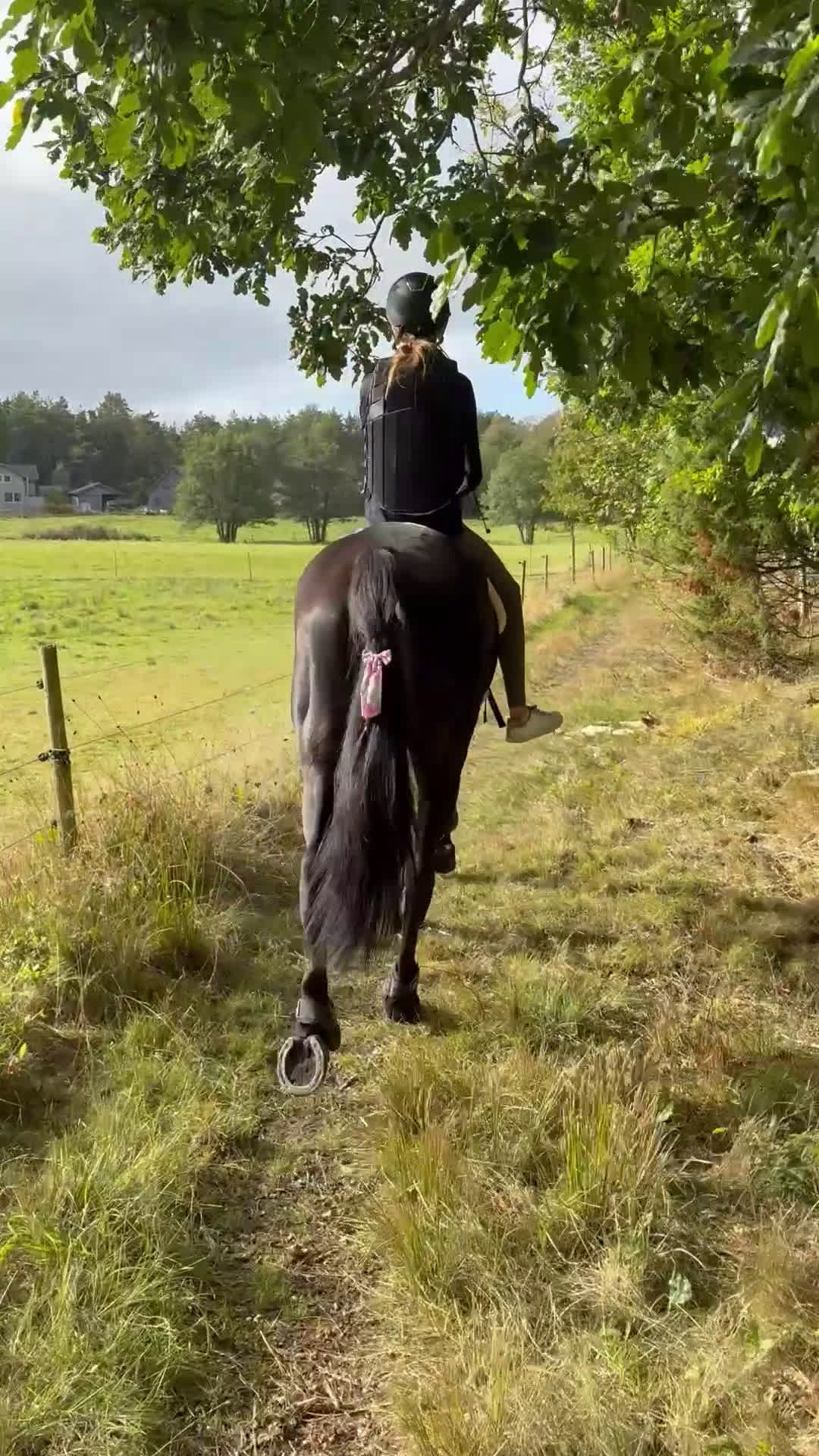 Allround hästar till salu: Snäll åttaåring säljes i Torslanda - Video 3