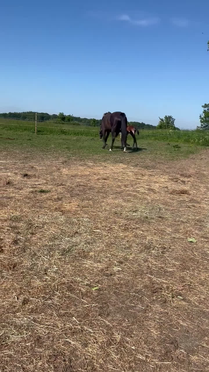 Hoppning hästar till salu: Snäll unghäst med riktigt bra hoppstam - Video 1